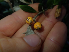 Corokia macrocarpa