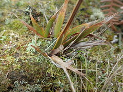 Libertia peregrinans