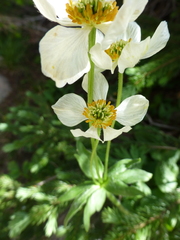 Anemonastrum