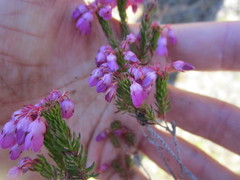 Erica cubica