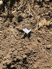 Glaucopsyche lygdamus