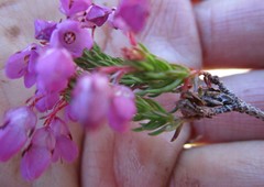 Erica cubica