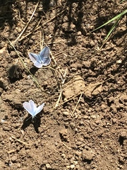 Glaucopsyche lygdamus