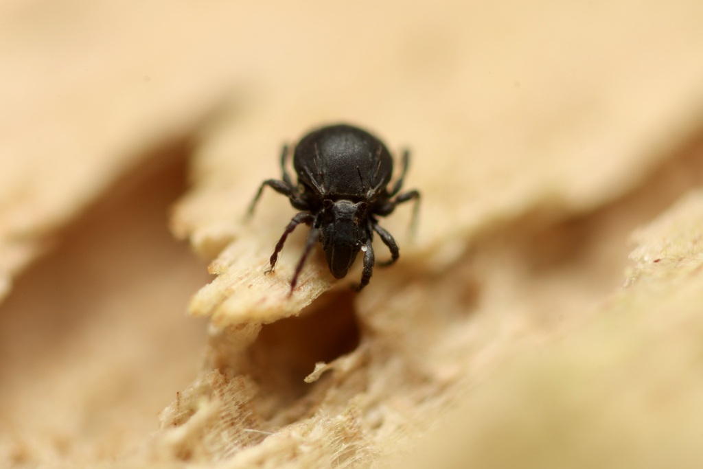 Megeremaeus