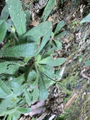 Lysimachia alpestris
