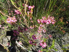 Erica cubica