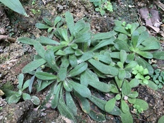 Lysimachia alpestris