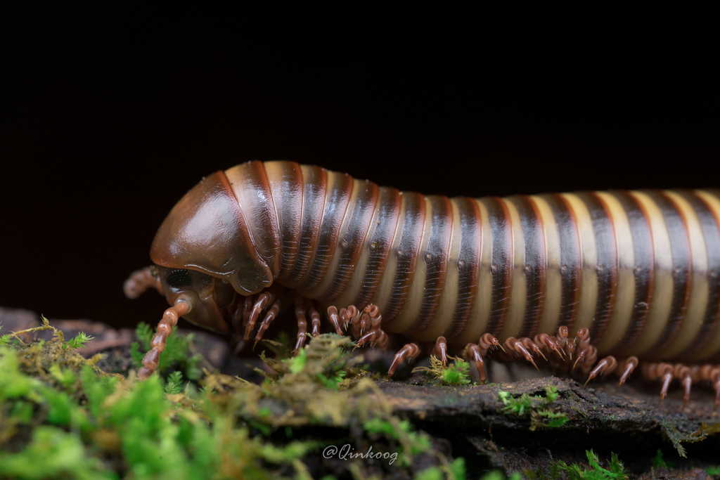 Agaricogonopus acrotrifoliolatus