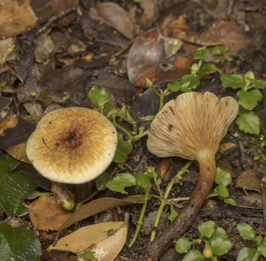 Austropaxillus boletinoides · April 2025 · photo: © sur_endemico (iNaturalist, cc-by-nc)