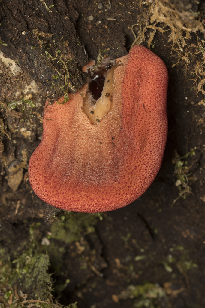 Fistulina antarctica · April 2025 · photo: © sur_endemico (iNaturalist, cc-by-nc)