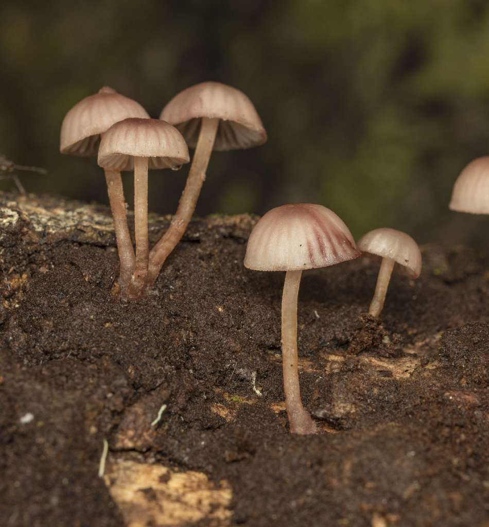 Mycena haematopus · April 2025 · photo: © sur_endemico (iNaturalist, cc-by-nc)