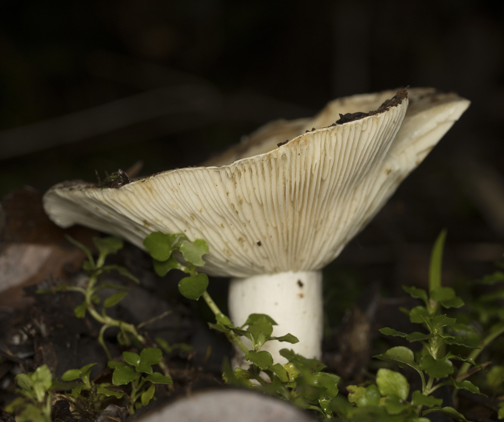 Russula fuegiana · April 2025 · photo: © sur_endemico (iNaturalist, cc-by-nc)