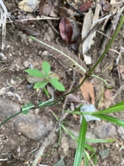Gardneria multiflora