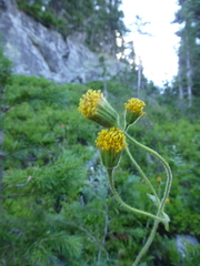 Arnica parryi