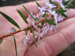 Agathosma ovata