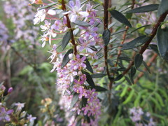 Agathosma ovata