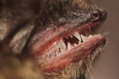 Brandt's Myotis photo 5