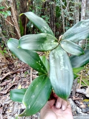 Dracaena reflexa image