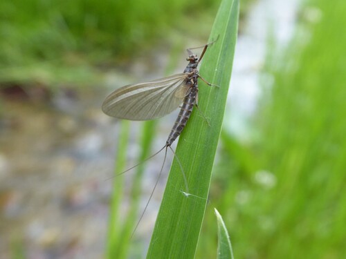Habroleptoides confusa