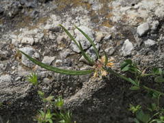 Coronilla securidaca