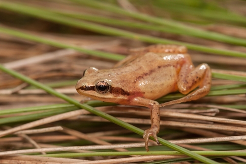 Natal bandit frog, Anhydrophryne ngongoniensis