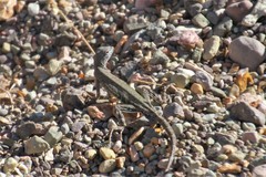 Cophosaurus texanus scitulus