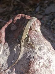 Cophosaurus texanus scitulus