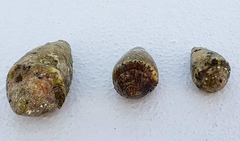 Conus ventricosus
