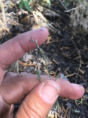 Polygonum sawatchense