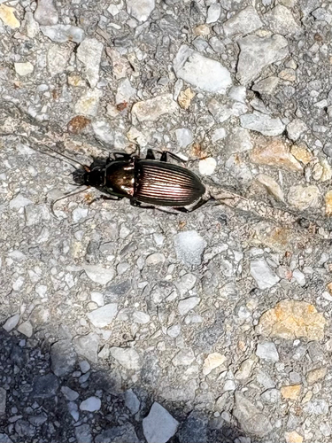 Poecilus chalcites photo 3