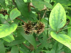 Clematis fusca