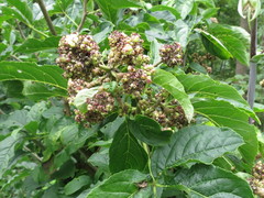 Eleutherococcus sessiliflorus