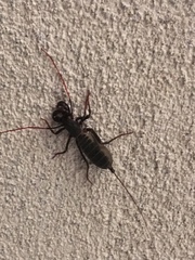 Mastigoproctus giganteus