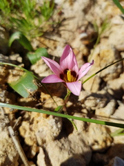 Romulea biflora