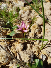 Romulea biflora