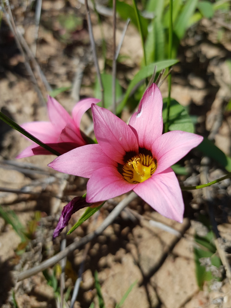 Romulea Biflora Cape Bulbs 3 · Inaturalist