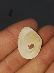 Macomona deltoidalis