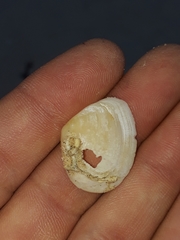 Macomona deltoidalis