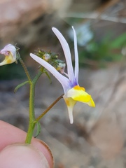 Nemesia cheiranthus