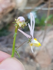 Nemesia cheiranthus