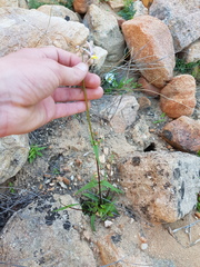 Nemesia cheiranthus