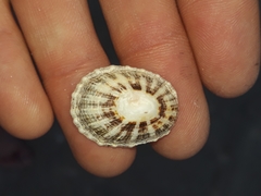 Scutellastra peronii