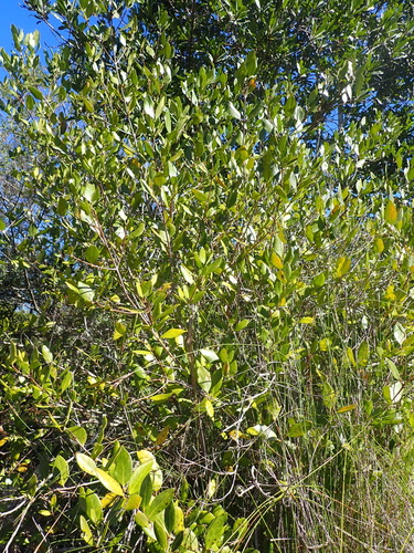 Image of Olea capensis by (c) Nicola van Berkel, some rights reserved (CC BY-SA)