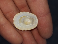 Scutellastra peronii