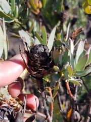 Leucadendron procerum