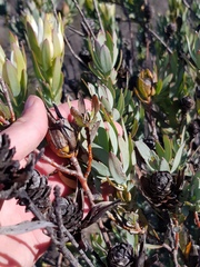 Leucadendron procerum