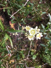 Anticlea elegans elegans