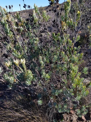 Leucadendron procerum