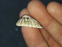 Scutellastra peronii