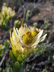 Leucadendron procerum